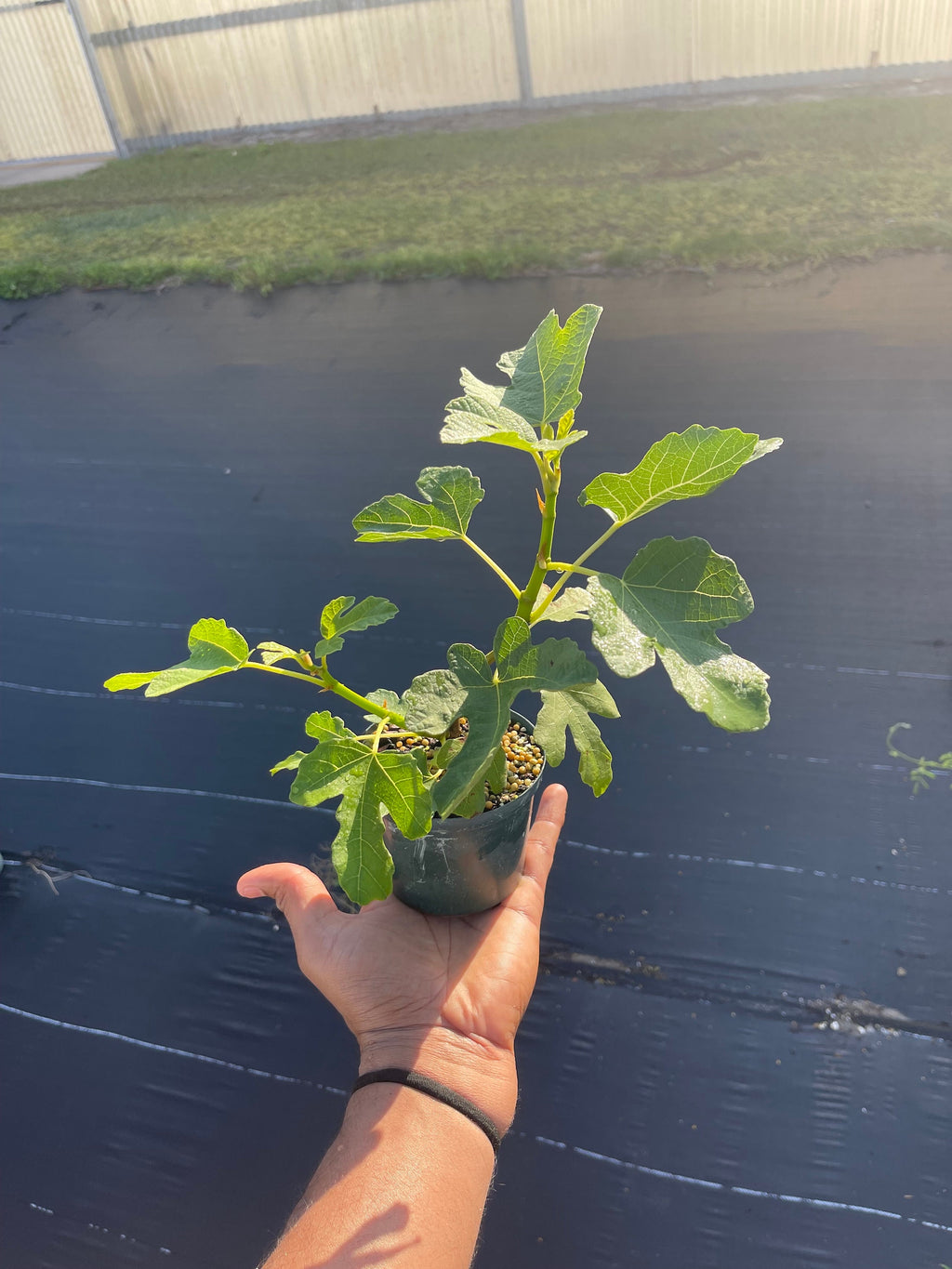 Brown Turkey Fig Tree – Live Plant – Sweet Fruit Tree for Home Gardens