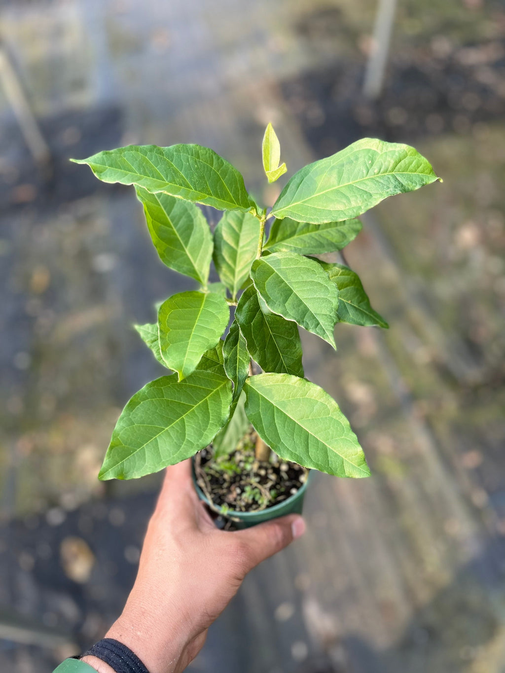 Rare Peanut Butter Fruit Tree: Well Rooted Starter Plant
