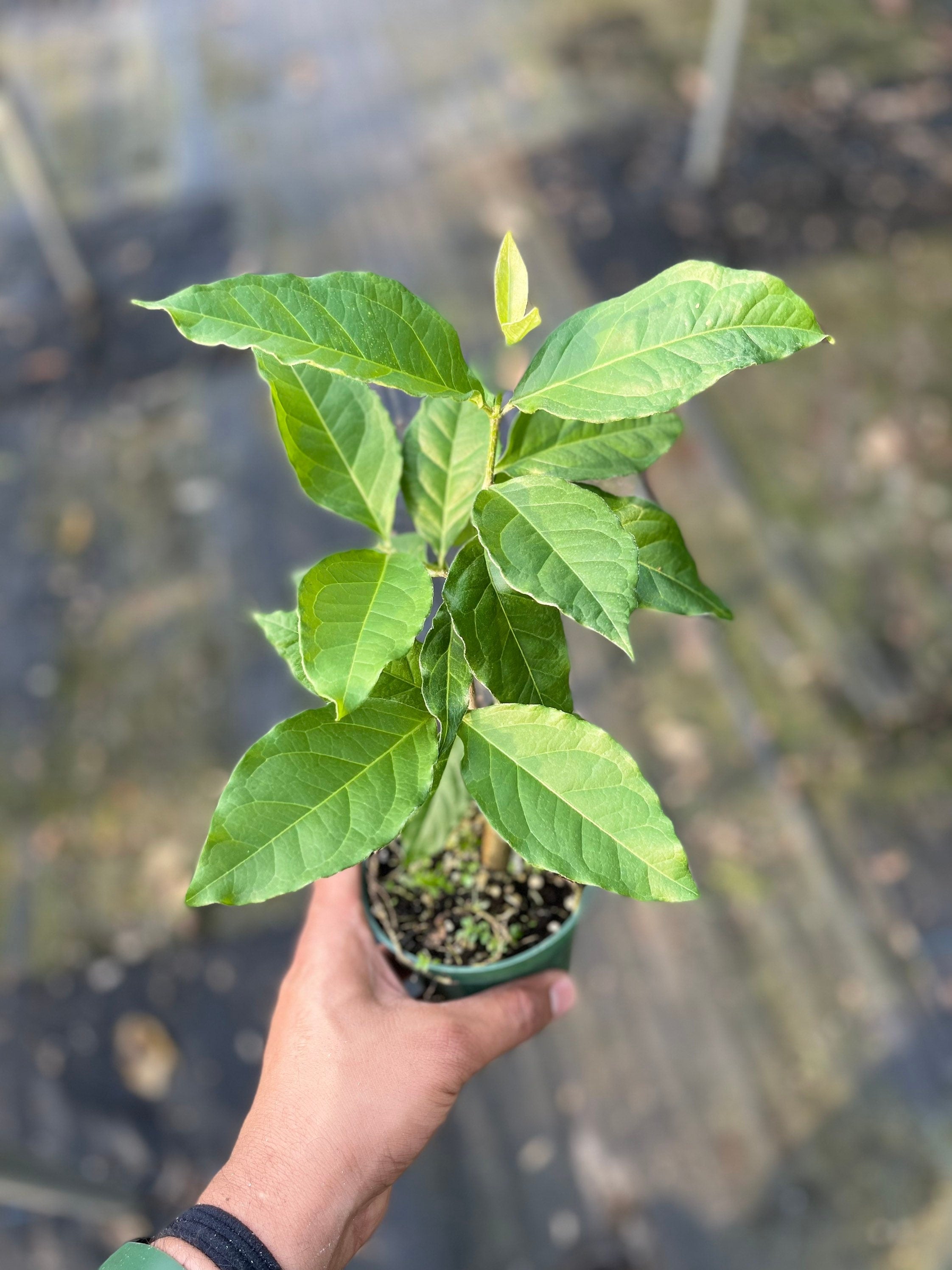 Rare Peanut Butter Fruit Tree: Well Rooted Starter Plant