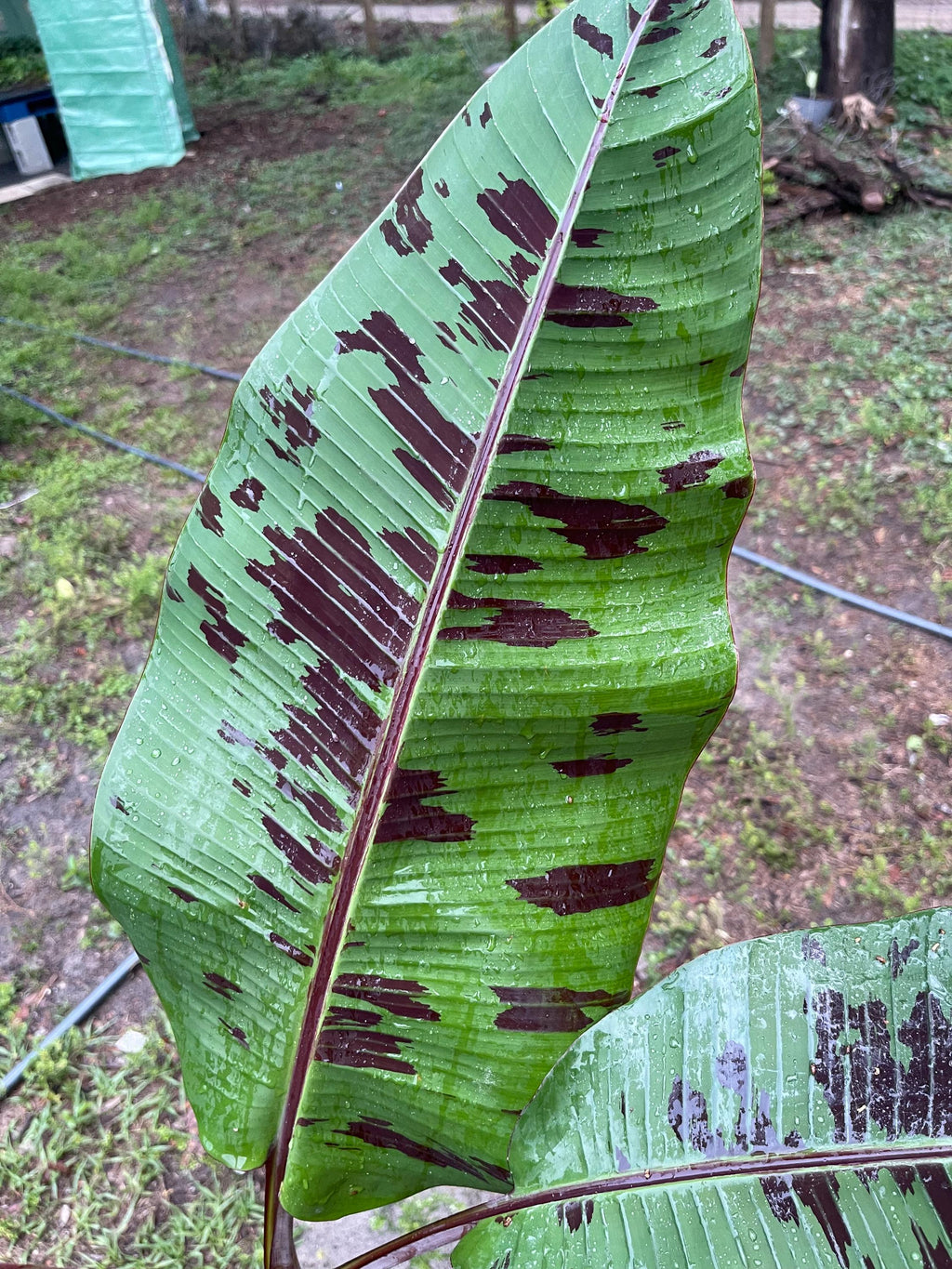 Musa ‘Sumatrana X’ – Rare Red-Leaf Hybrid Banana