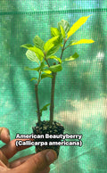 American Beautyberry (Callicarpa americana) – Live Native Berry Shrub – Pollinator Friendly – Edible Landscape Plant
