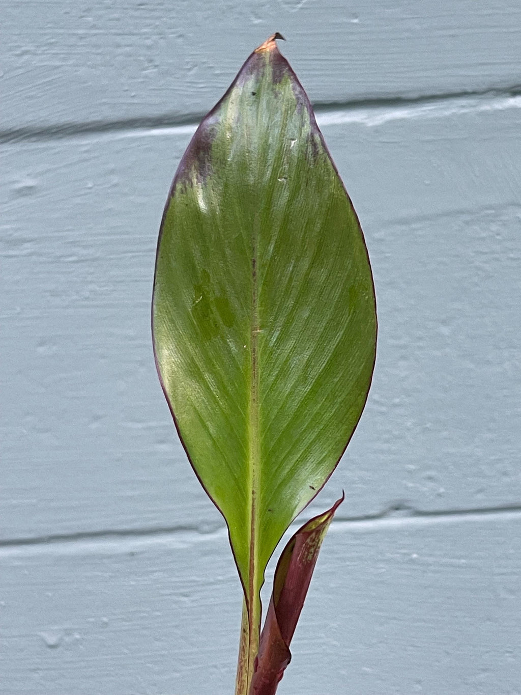 Red Abyssinian Banana Plant (Ensete maurelii)