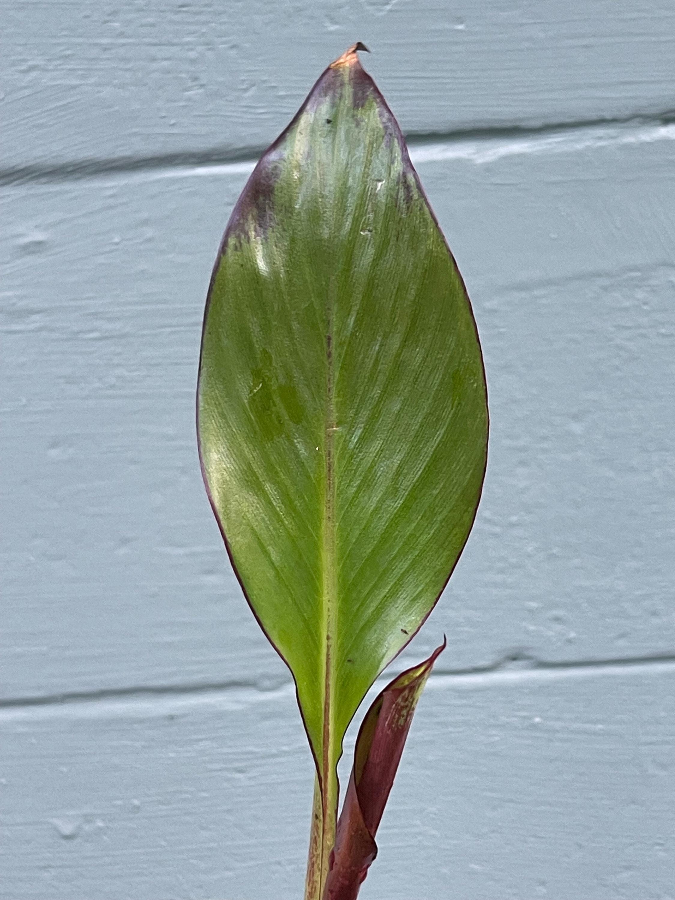 Red Abyssinian Banana Plant (Ensete maurelii)