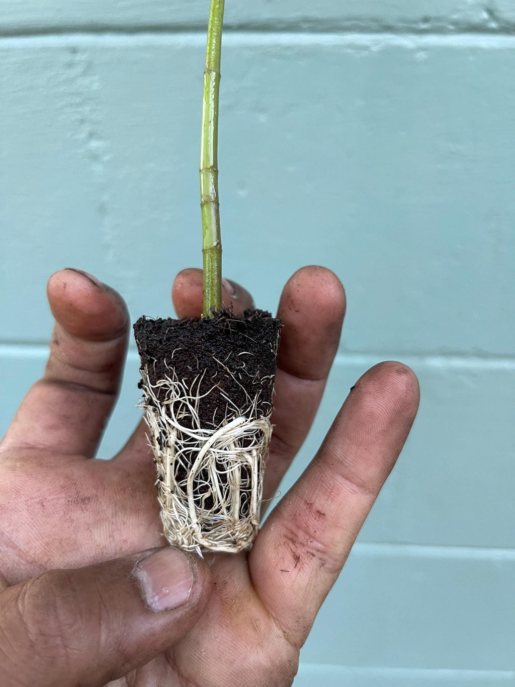 Swamp Milkweed (Asclepias incarnata) – Live Plant