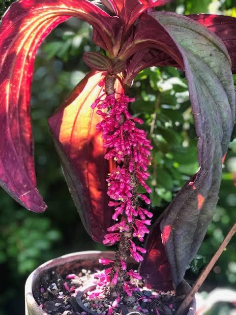 Medinilla ‘Gregori Hambali’ Rare Tropical Plant – Pink Blooms, 4-Inch Pot