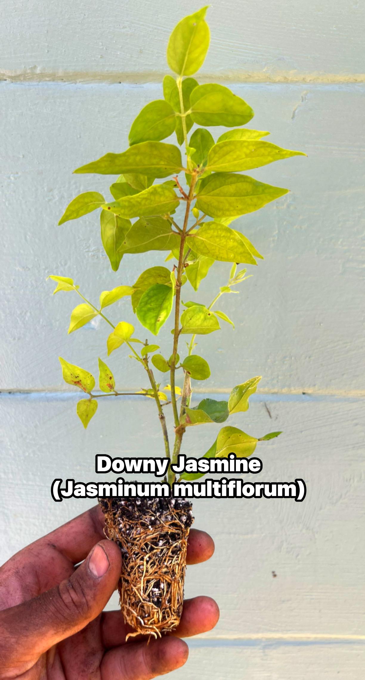 Downy Jasmine Shrub – White Blooms, Evergreen, Fast-Growing Hedge Plant