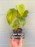 Piper Betel Plant | Betel Leaf Vine