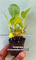 Coccoloba uvifera (Sea Grape) Tropical Coastal Fruit Tree | Edible & Ornamental