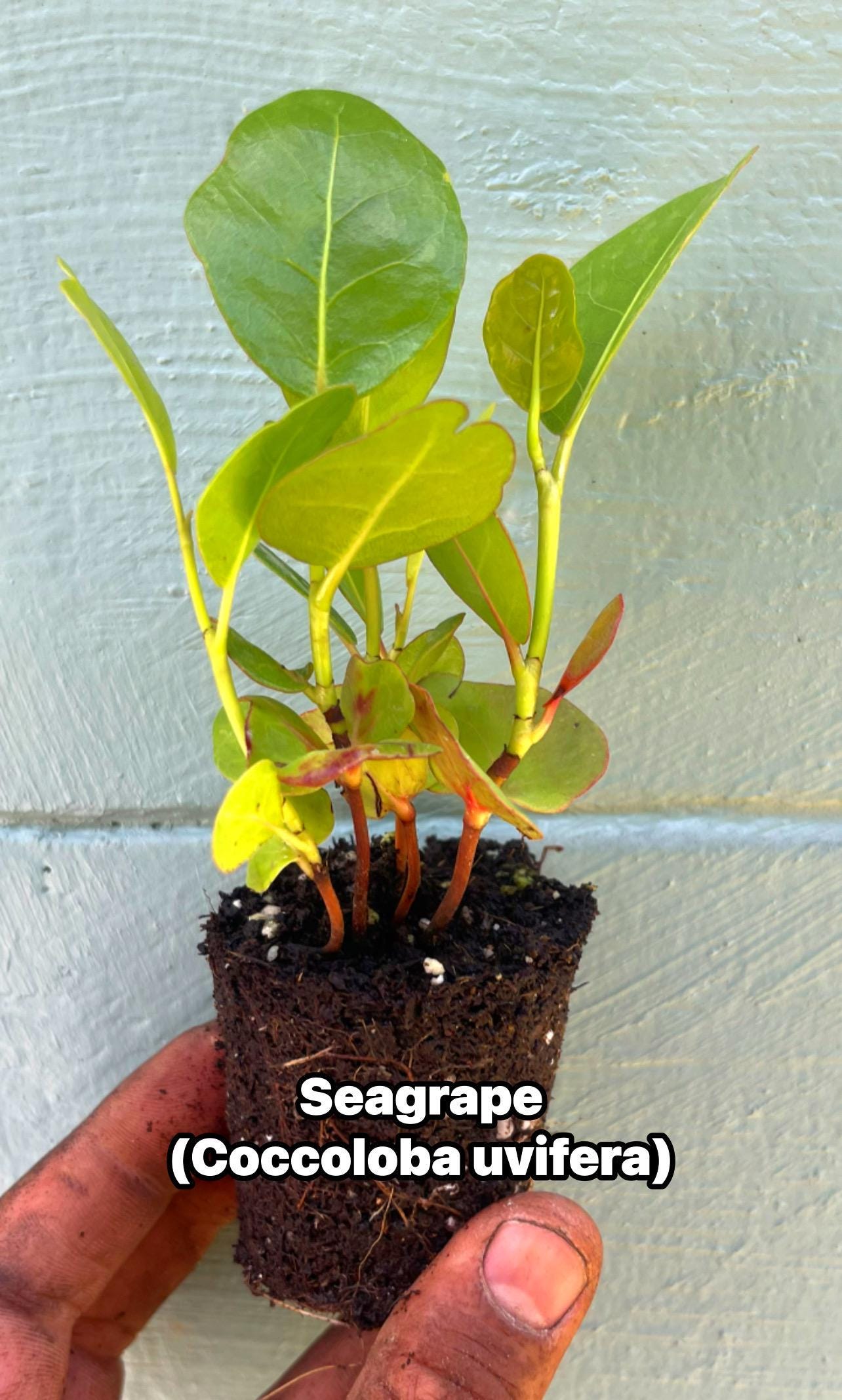 Coccoloba uvifera (Sea Grape) Tropical Coastal Fruit Tree | Edible & Ornamental