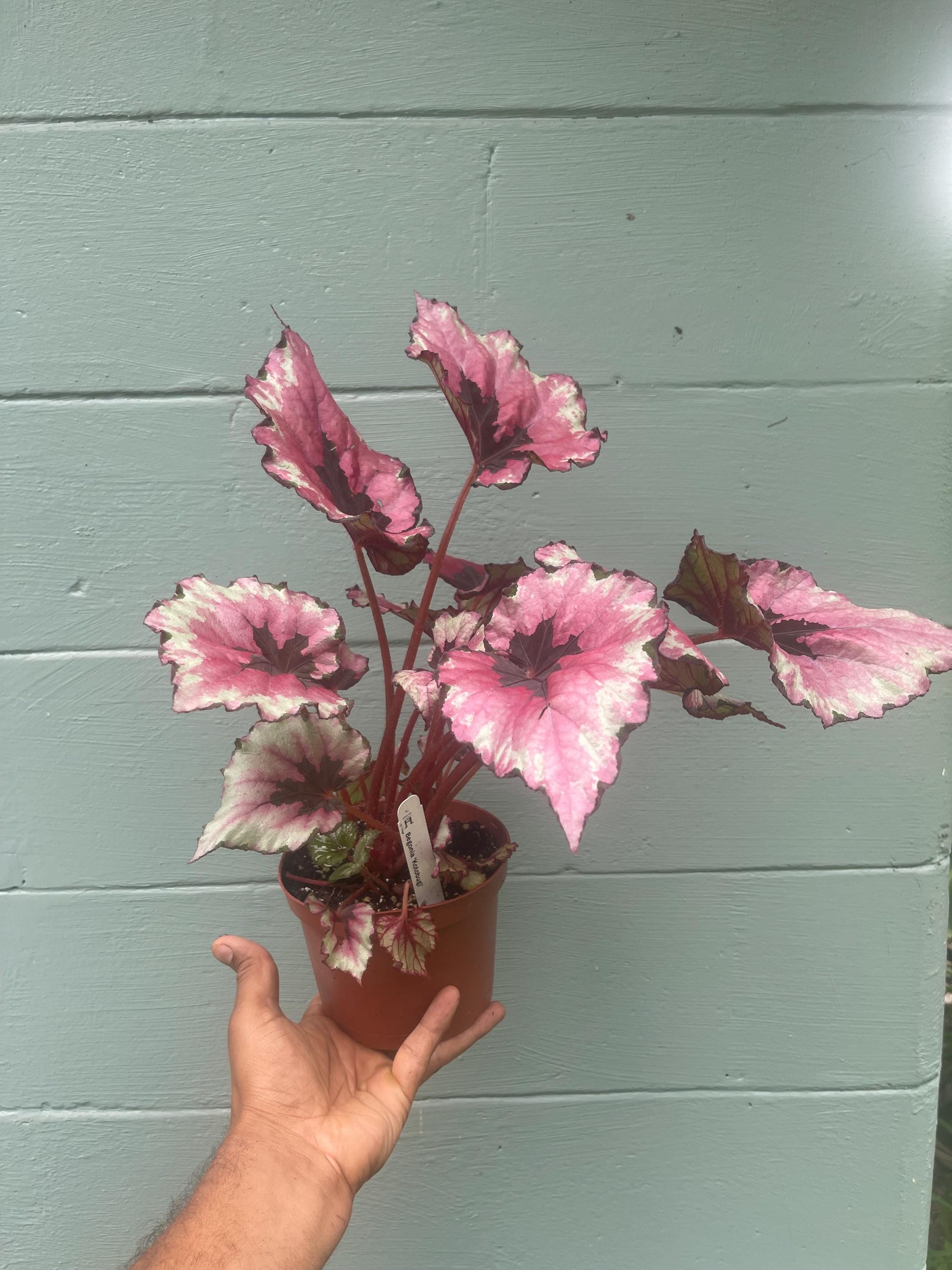 Begonia ‘Kotobuki’ – Live Plant in 4.5” Pot | Rare Collector Begonia | Tropical Houseplant