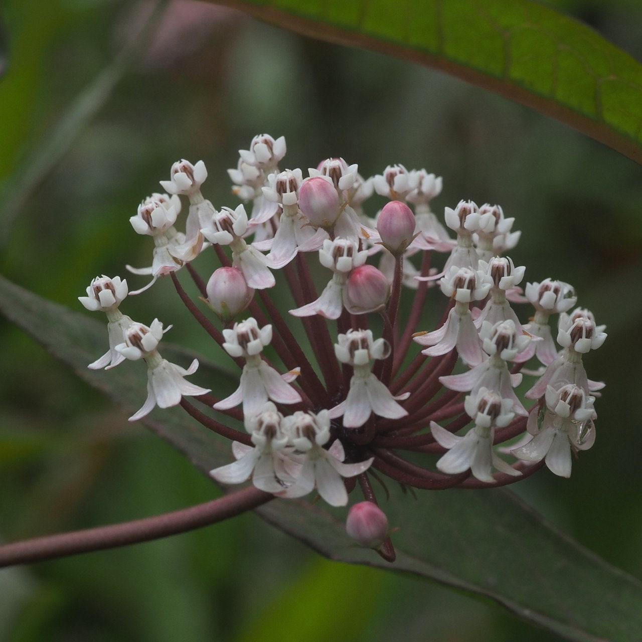 Asclepias perennis (Snowy milkweed) Native