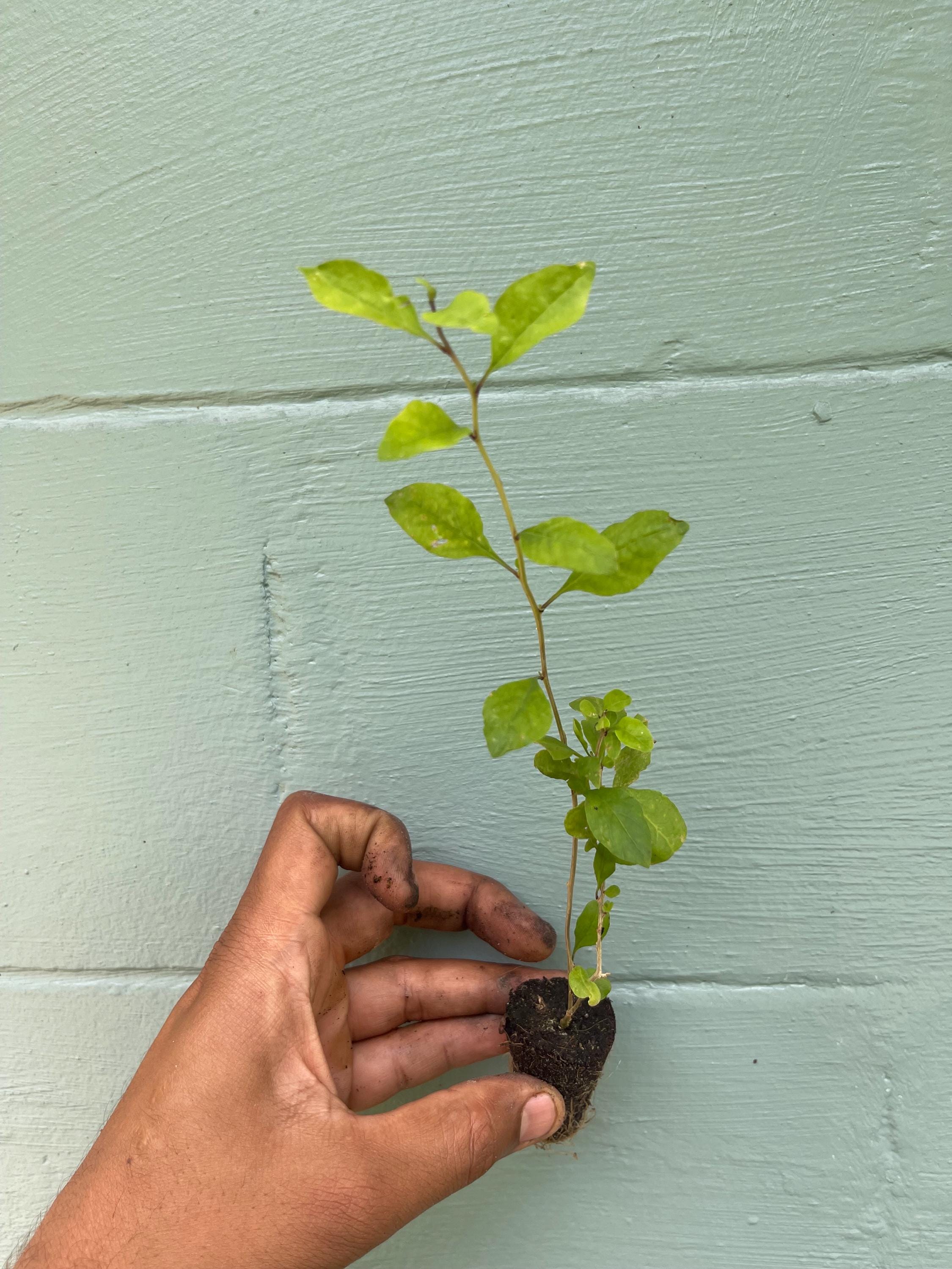 Goji Berry Plant (Lycium barbarum) – 2” Plug – Edible Superfruit Shrub