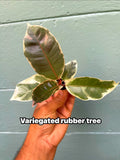Variegated Rubber Tree 'Tineke': Easy-Care Tropical Houseplant