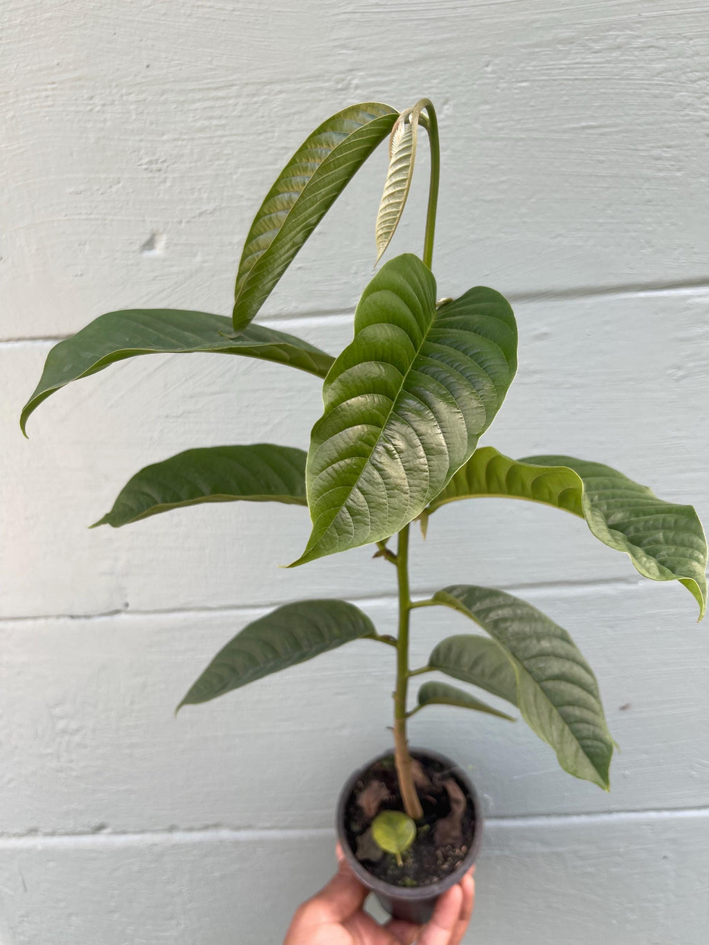 Live Rollinia Fruit Tree (Rollinia deliciosa) – Rare Tropical Plant, Biriba