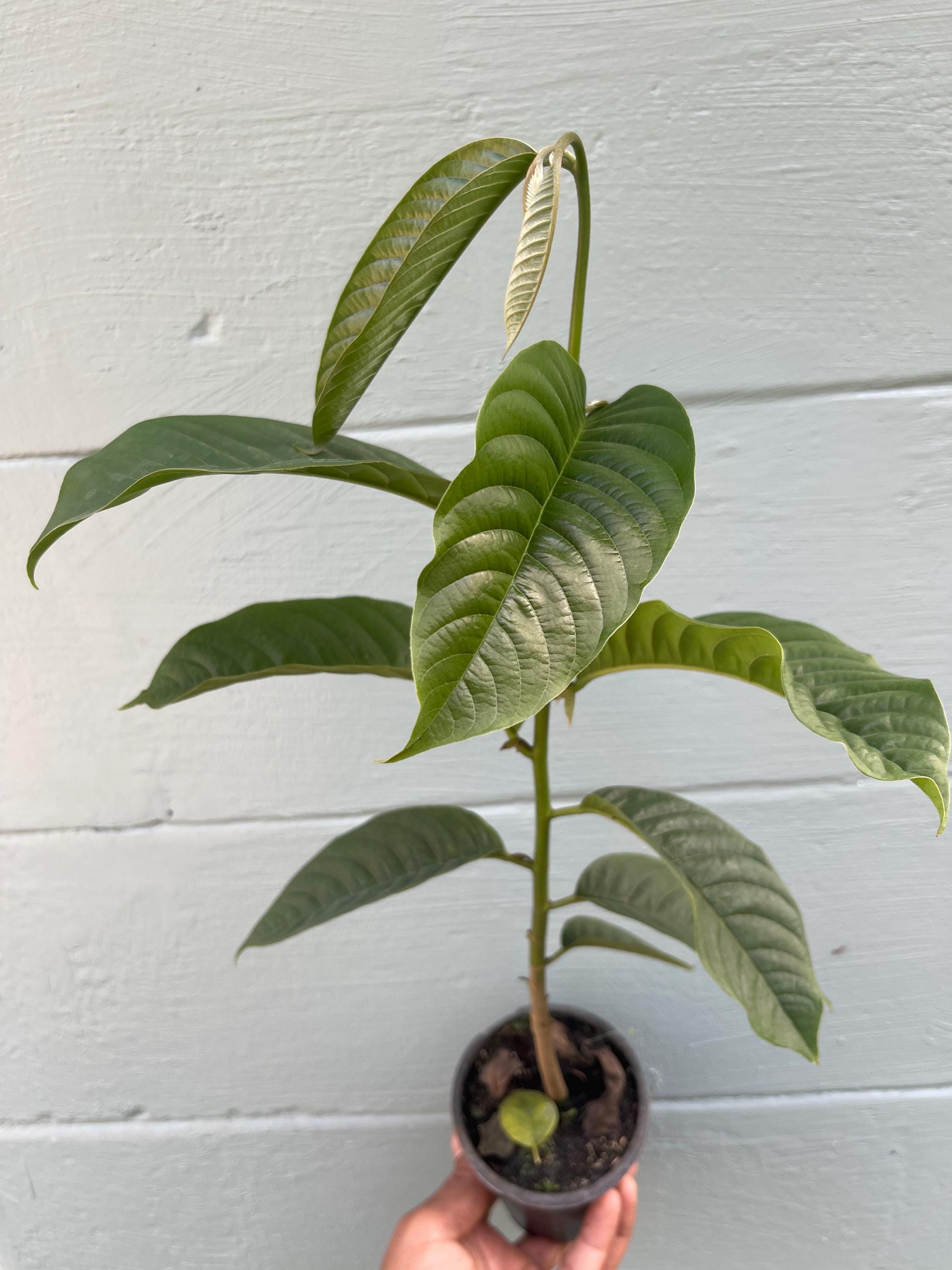Live Rollinia Fruit Tree (Rollinia deliciosa) – Rare Tropical Plant, Biriba