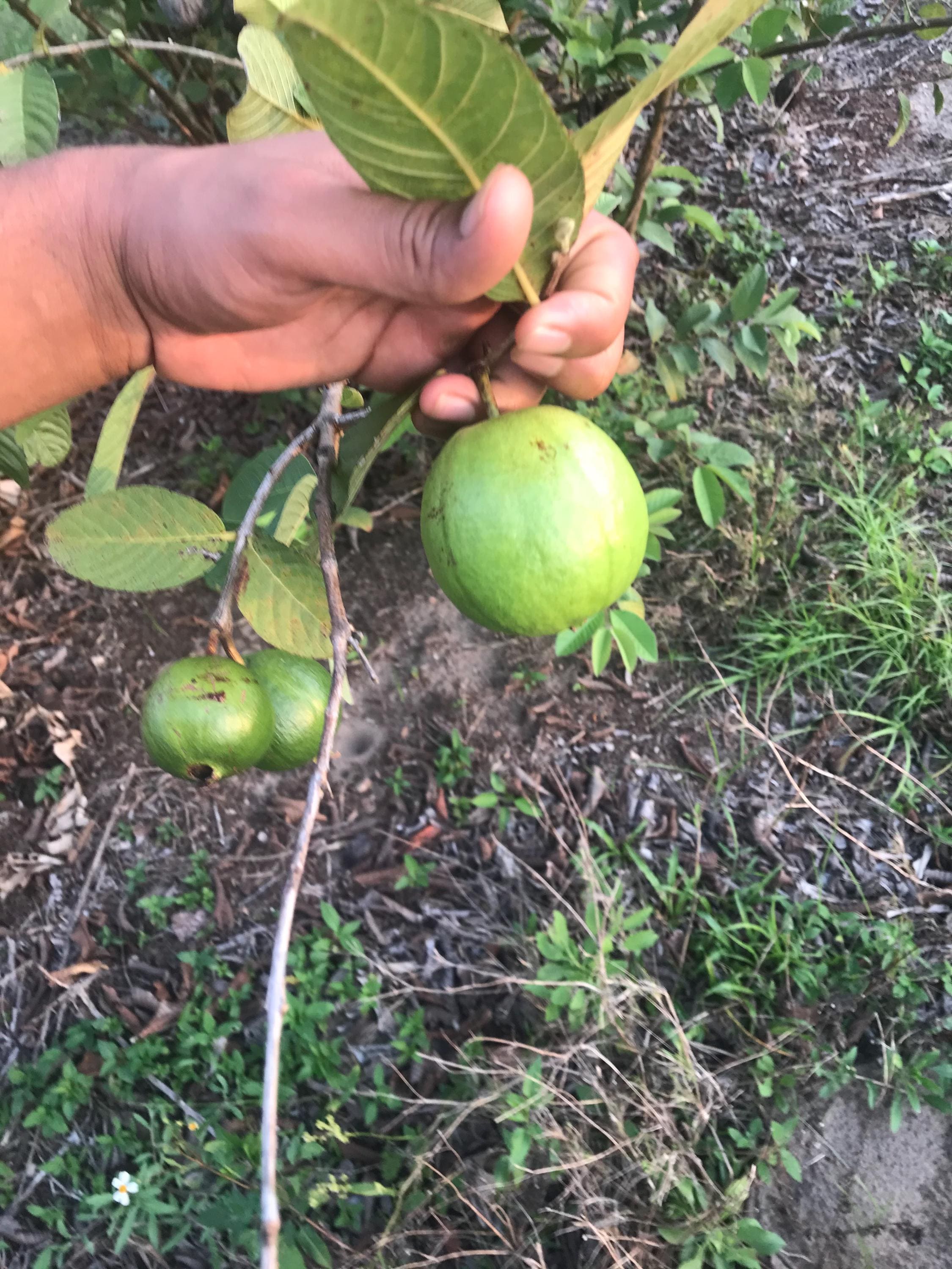 Barbie Pink Guava - Psidium guajava