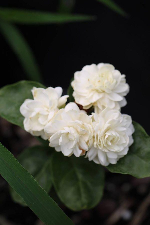 Jasminum sambac ‘Grand Duke of Tuscany’ – Arabian Jasmine. Double-Flowered Jasmine | Highly Fragrant