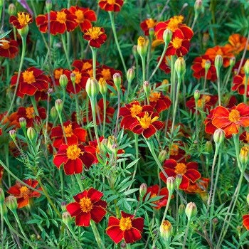 Burning Embers Marigold Seeds: Heirloom Vibrant Orange Blooms