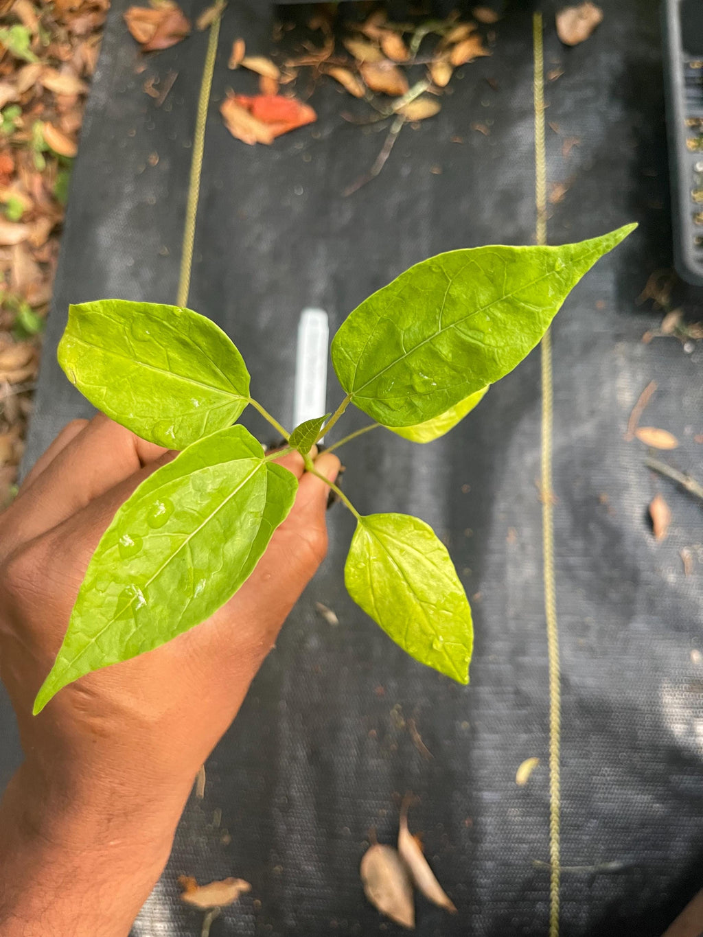 RARE Babaco/Mountain papaya plants