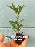 Frostproof Gardenia Plant – Evergreen Flowering Shrub – Fragrant White Blooms