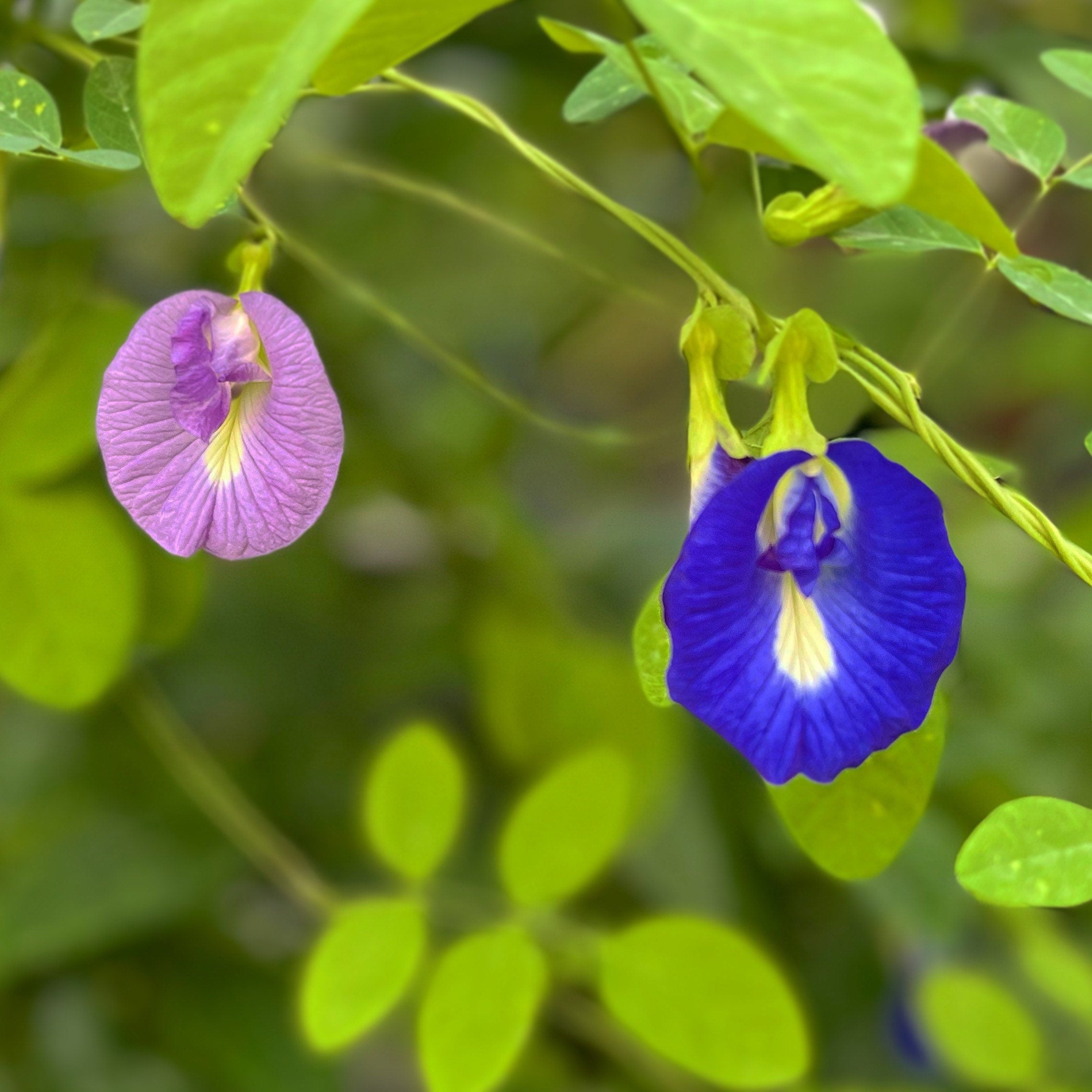 Butterfly pea flower seeds