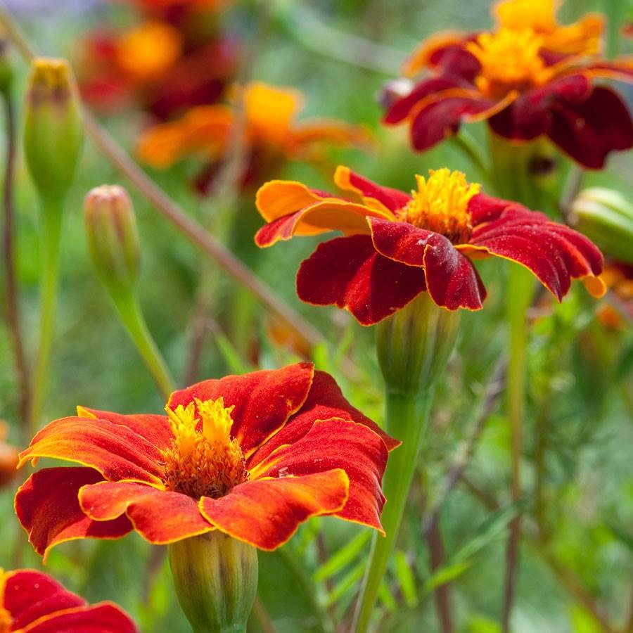 Burning Embers Marigold Seeds: Heirloom Vibrant Orange Blooms