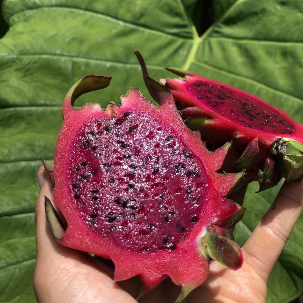 Red dragon fruit plants