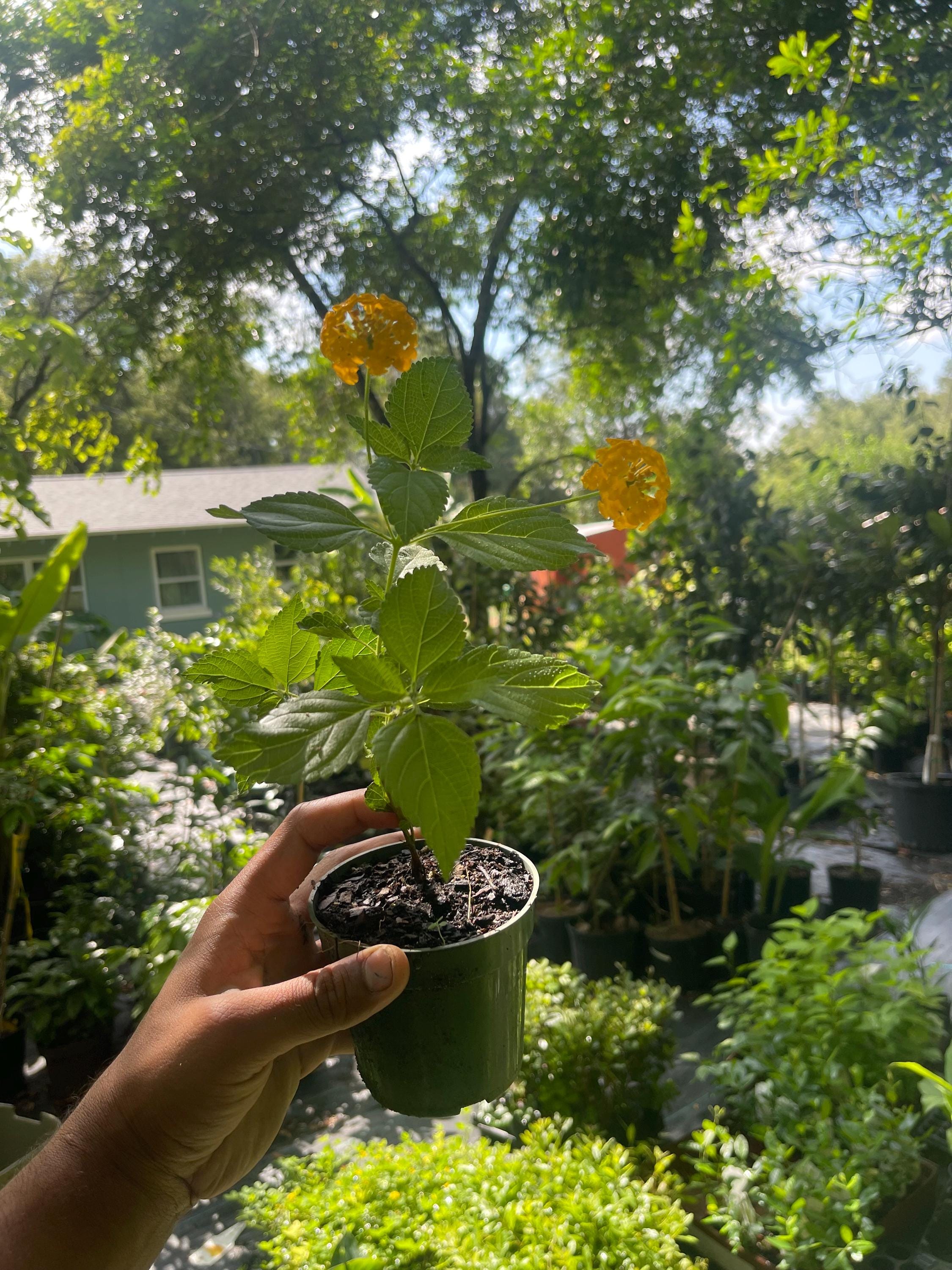 Chapel Hill Yellow Lantana Live Plant – Pollinator Magnet, Heat Tolerant Blooms