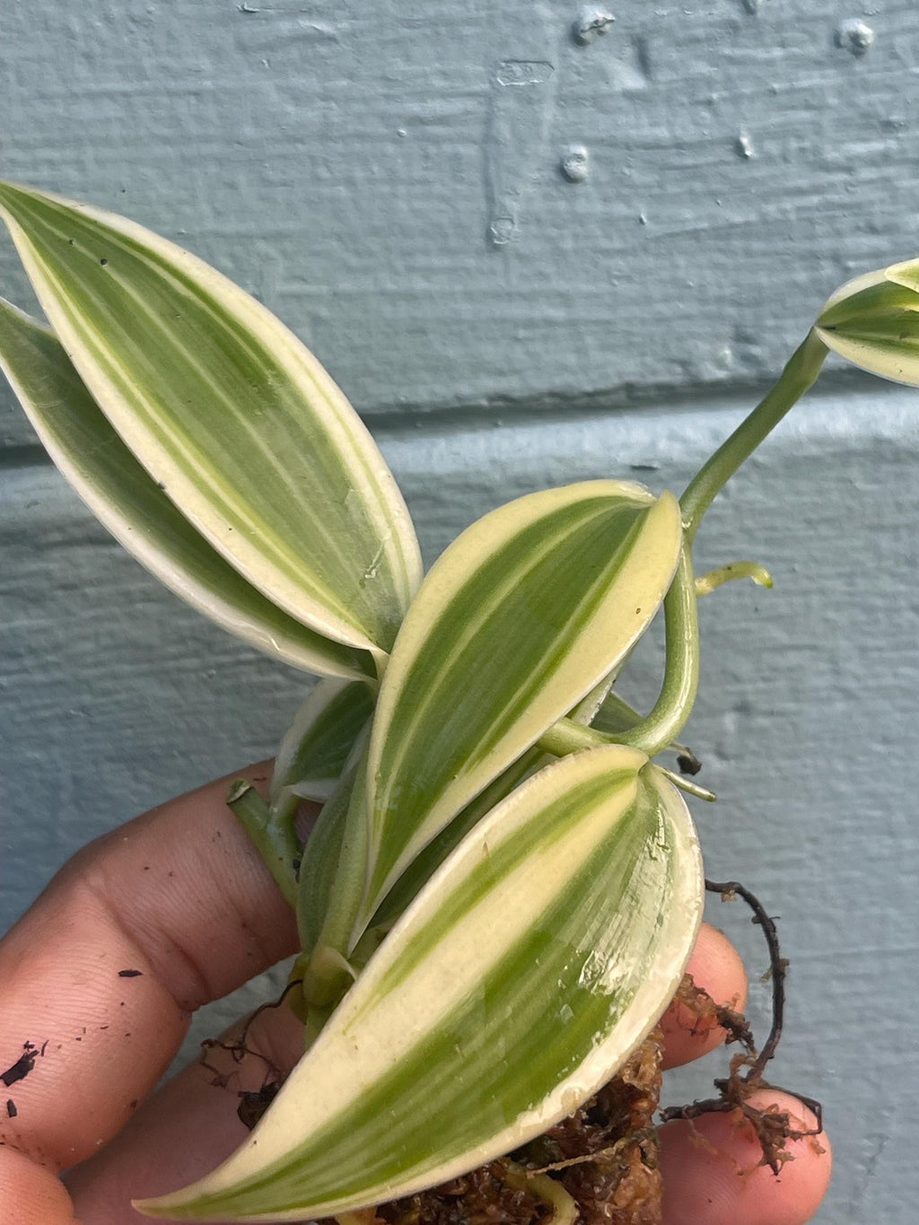 Live Variegated Vanilla Orchid Plant - Rare Edible Bean Vine
