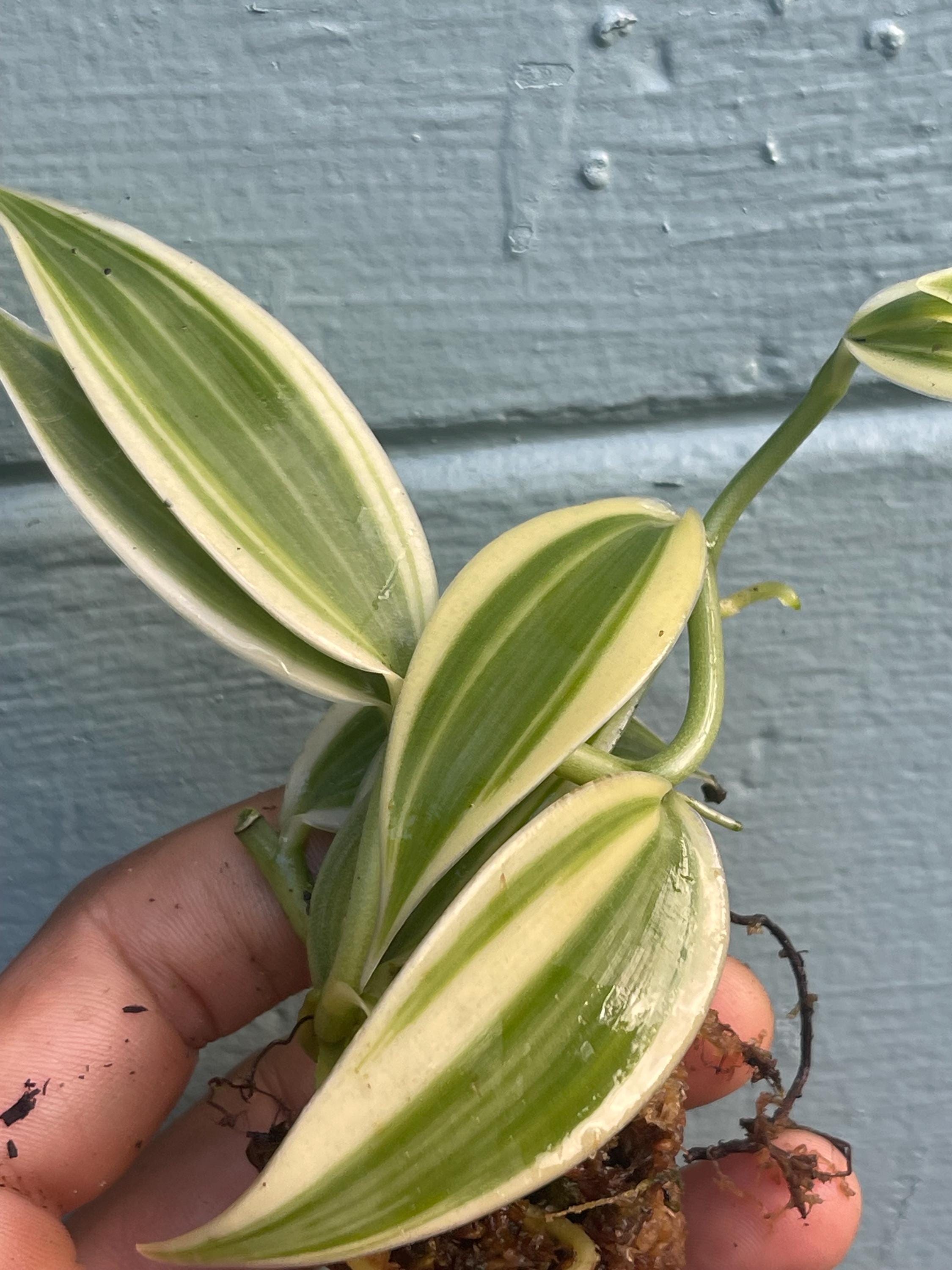 Live Variegated Vanilla Orchid Plant - Rare Edible Bean Vine