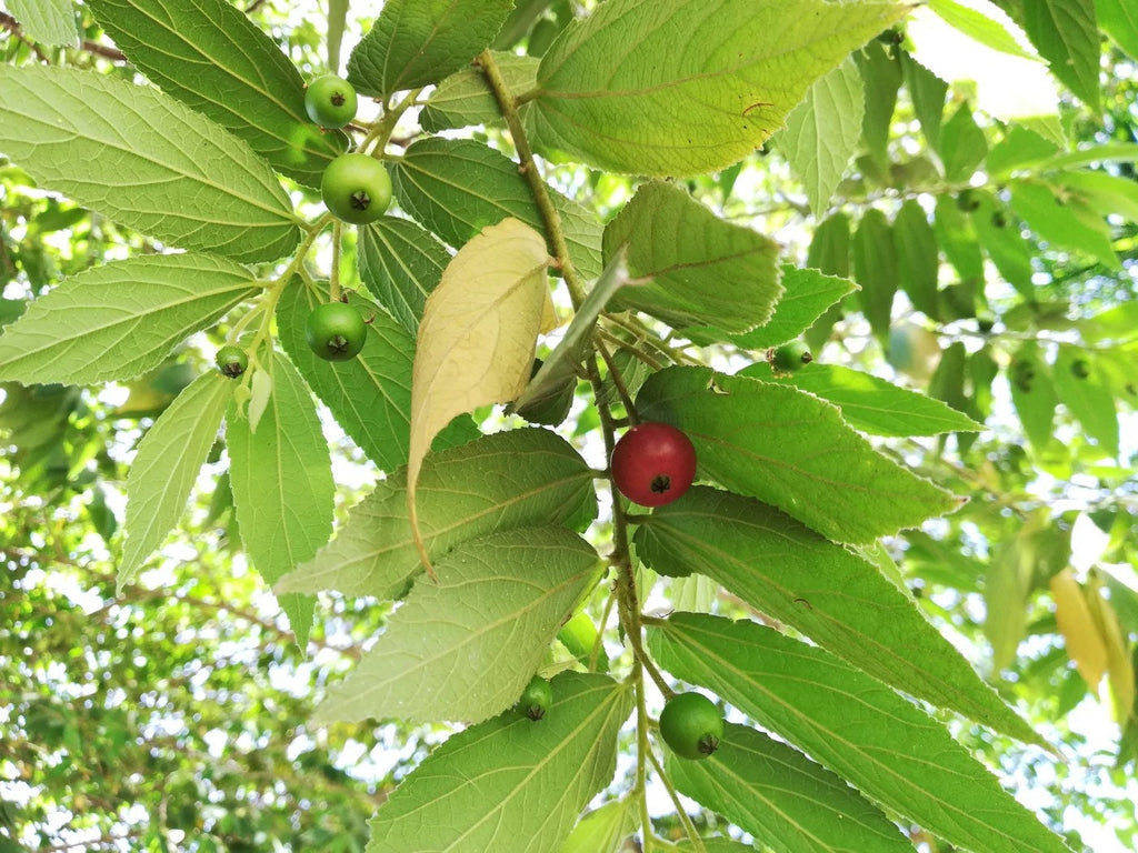 Strawberry Tree (Muntingia calabura) | Rare Edible Tropical Fruit Plant for Home Garden & Outdoor Delight