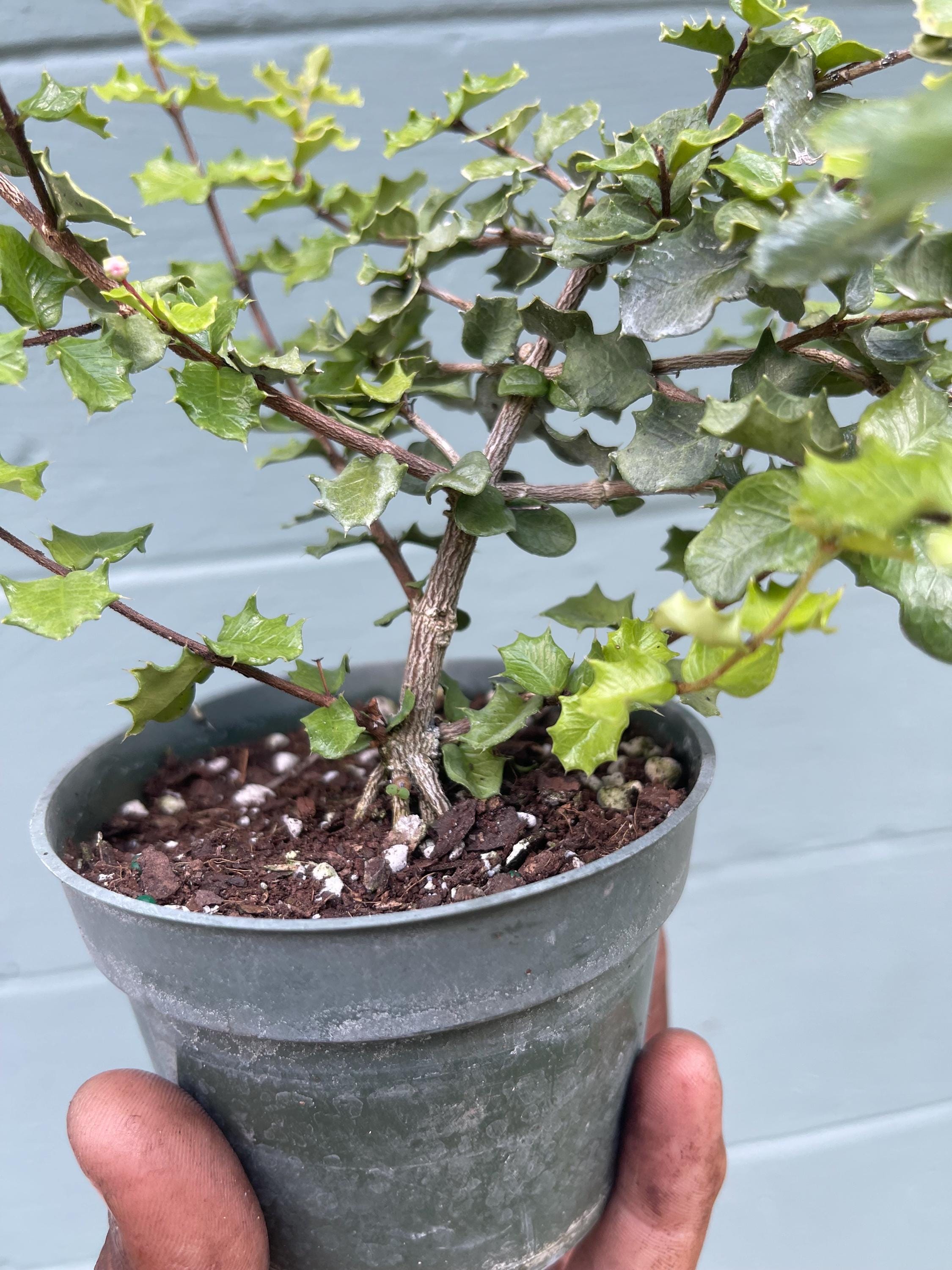 Singapore Holly Bonsai Plant – Dwarf Tropical Shrub, Miniature Leaves, Ornamental Live Plant