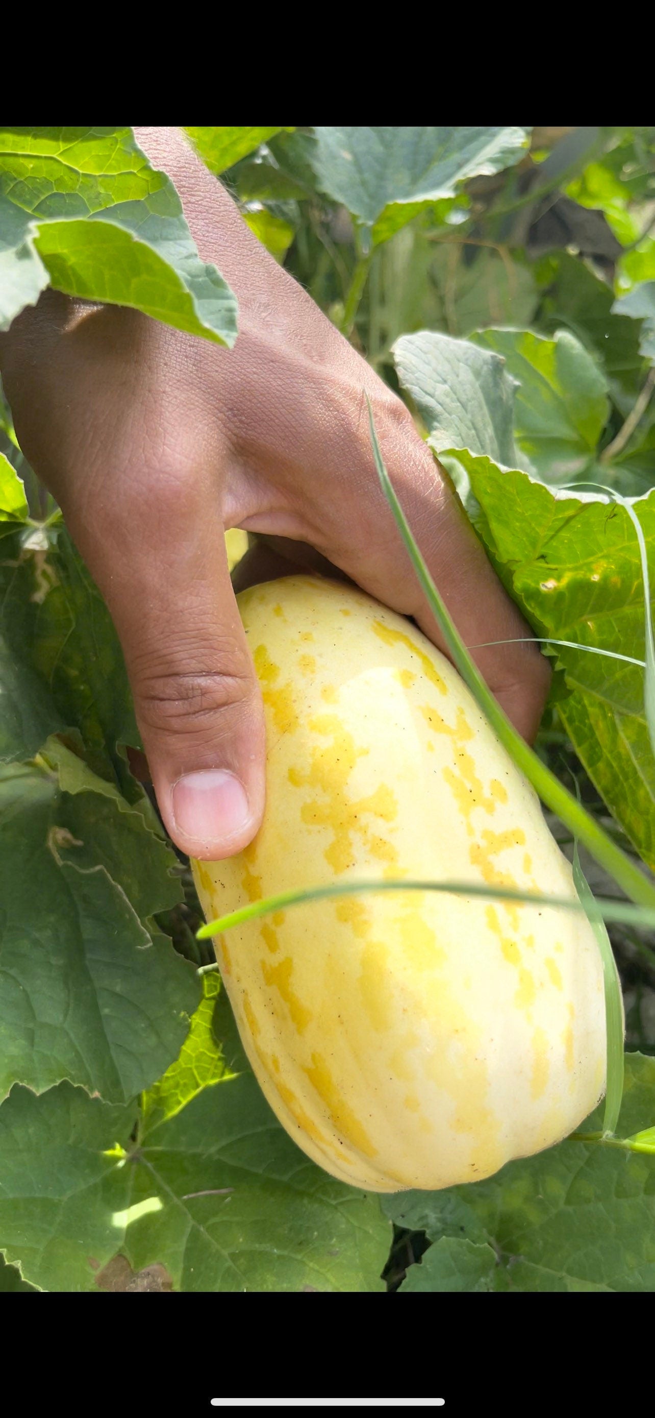 Rare Apple melon seeds