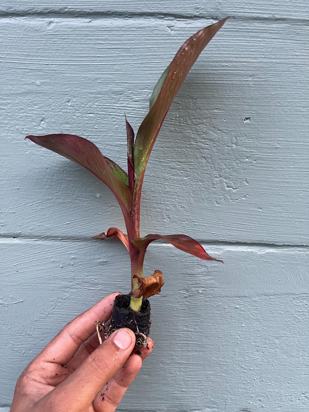 Red Abyssinian Banana Plant (Ensete maurelii)