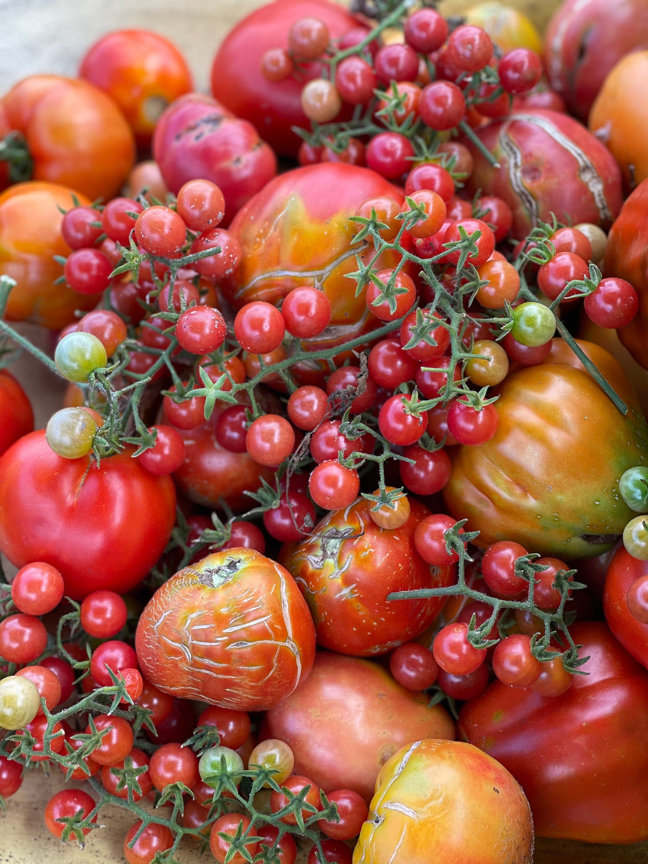 FL everglades tomato seeds