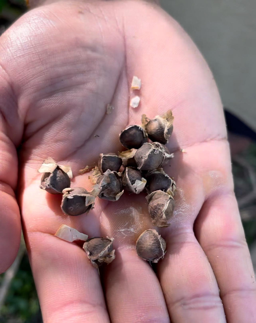 Moringa Oleifera Seeds