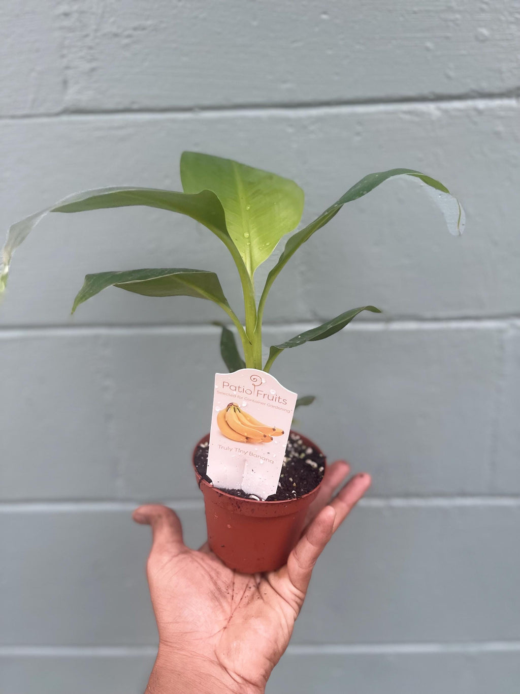 Musa Truly Tiny -the smallest edible banana variety
