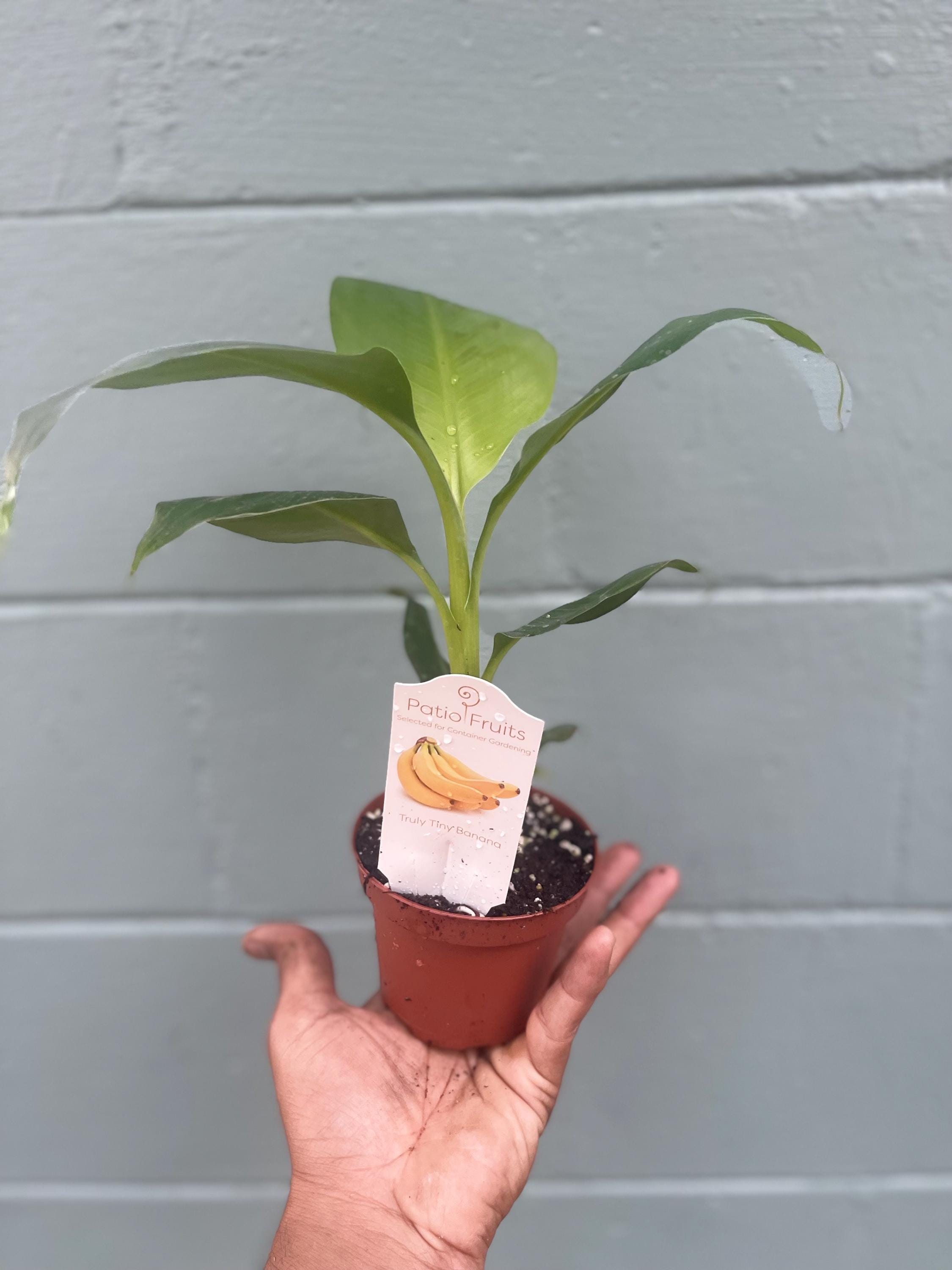 Musa Truly Tiny -the smallest edible banana variety