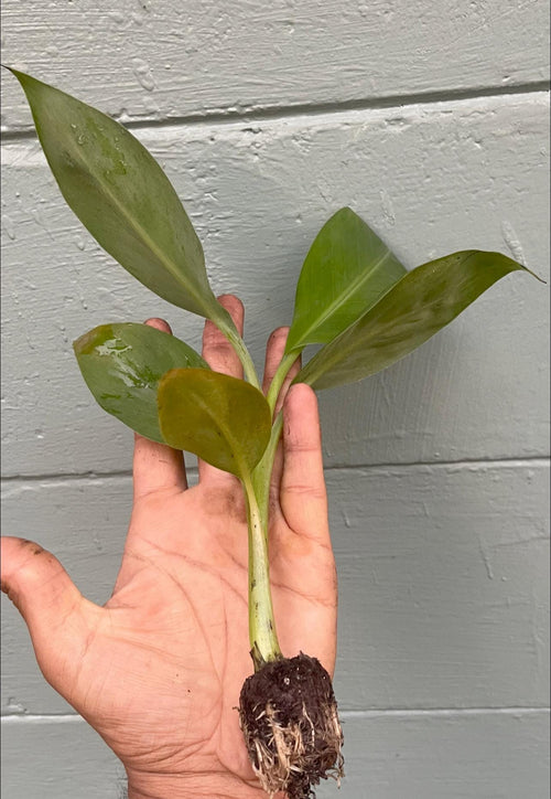 African Giant Banana Tree – Musa kandarian