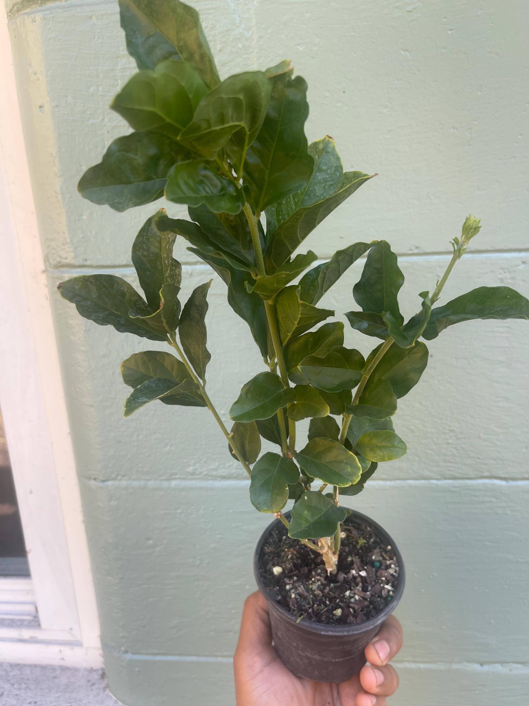 Jasminum sambac ‘Grand Duke of Tuscany’ – Arabian Jasmine. Double-Flowered Jasmine | Highly Fragrant