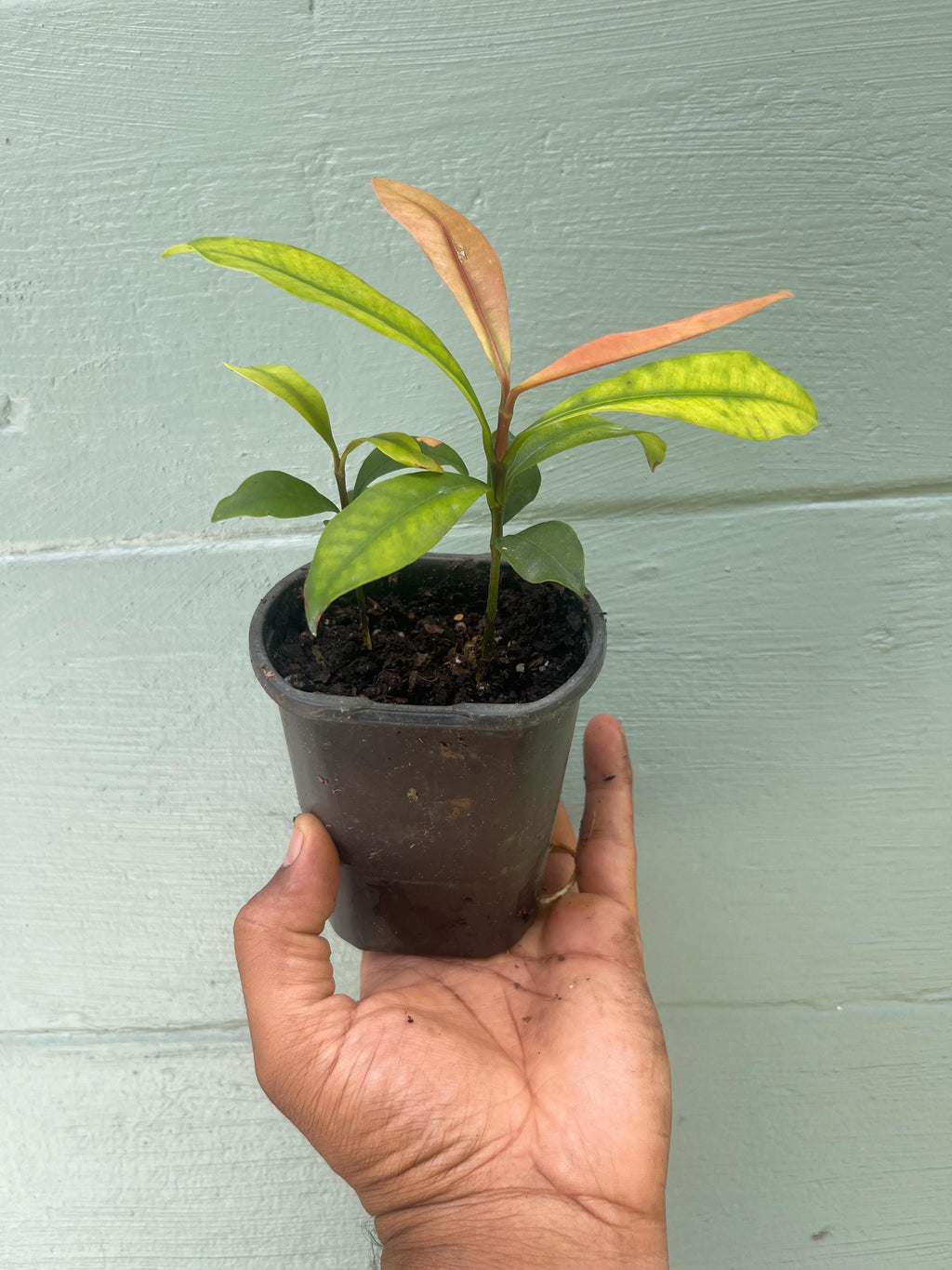 Garcinia Intermedia Live Plant | Lemon Drop Mangosteen Tropical Fruit Tree