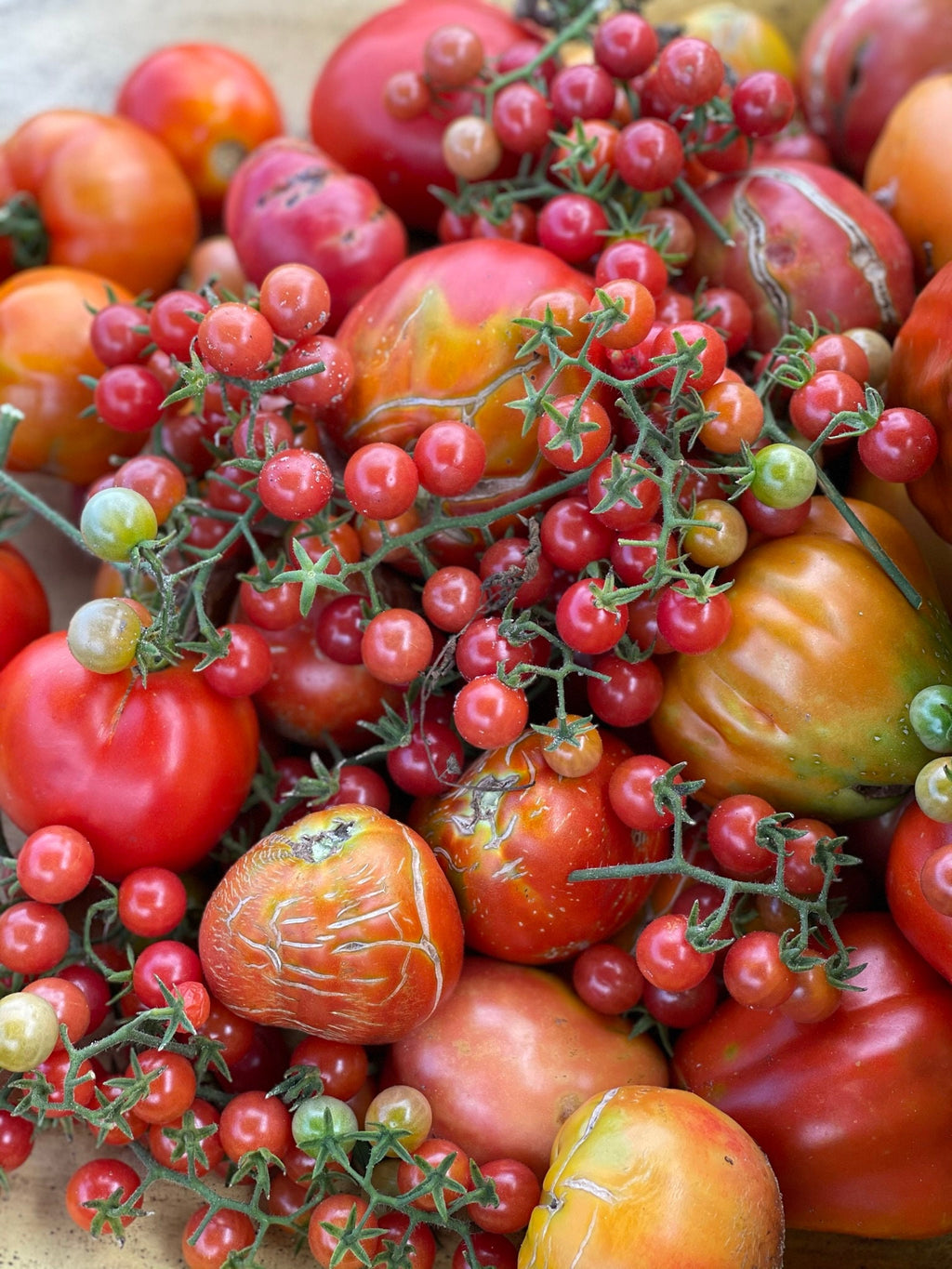 Everglades tomato live plants