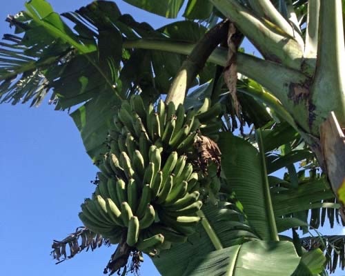 Banana Lacatan Plant | Rare Musa Hybrid, Tropical Fruit Tree Seedling