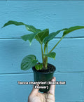 Tacca chantrieri Black Bat Flower – Rare Tropical Live Plant, 4-Inch Pot