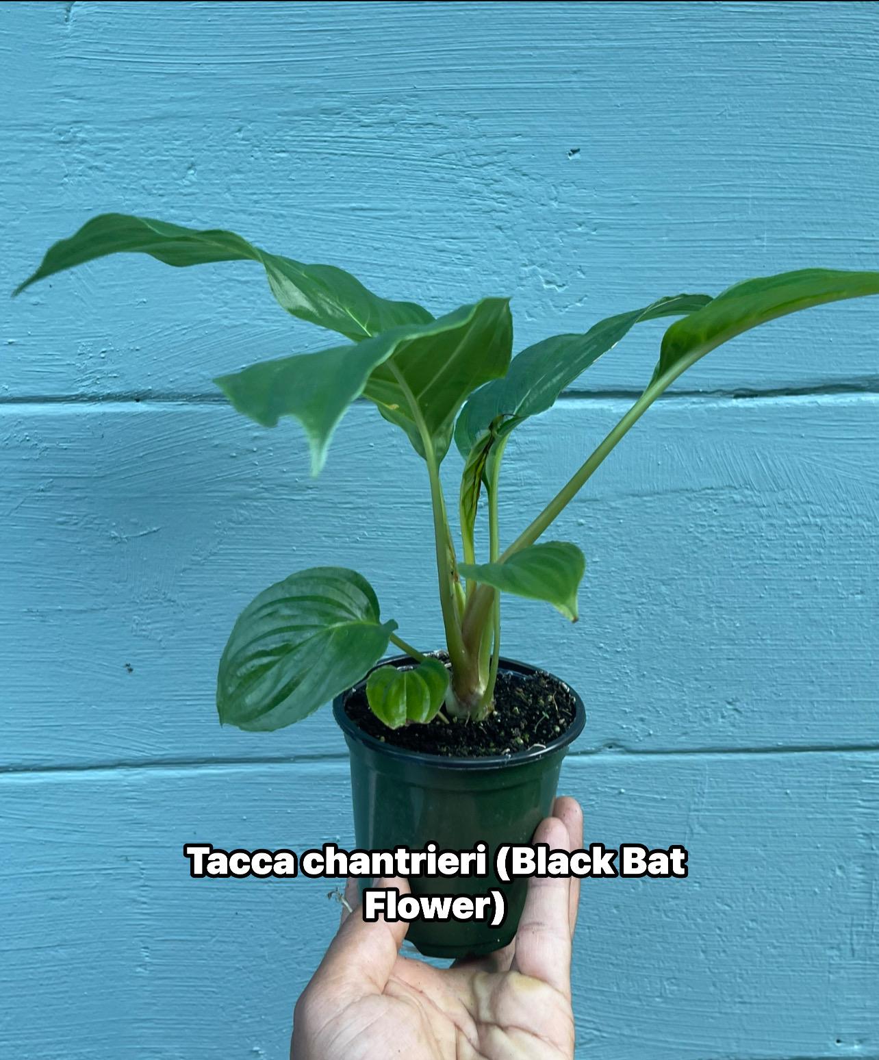 Tacca chantrieri Black Bat Flower – Rare Tropical Live Plant, 4-Inch Pot