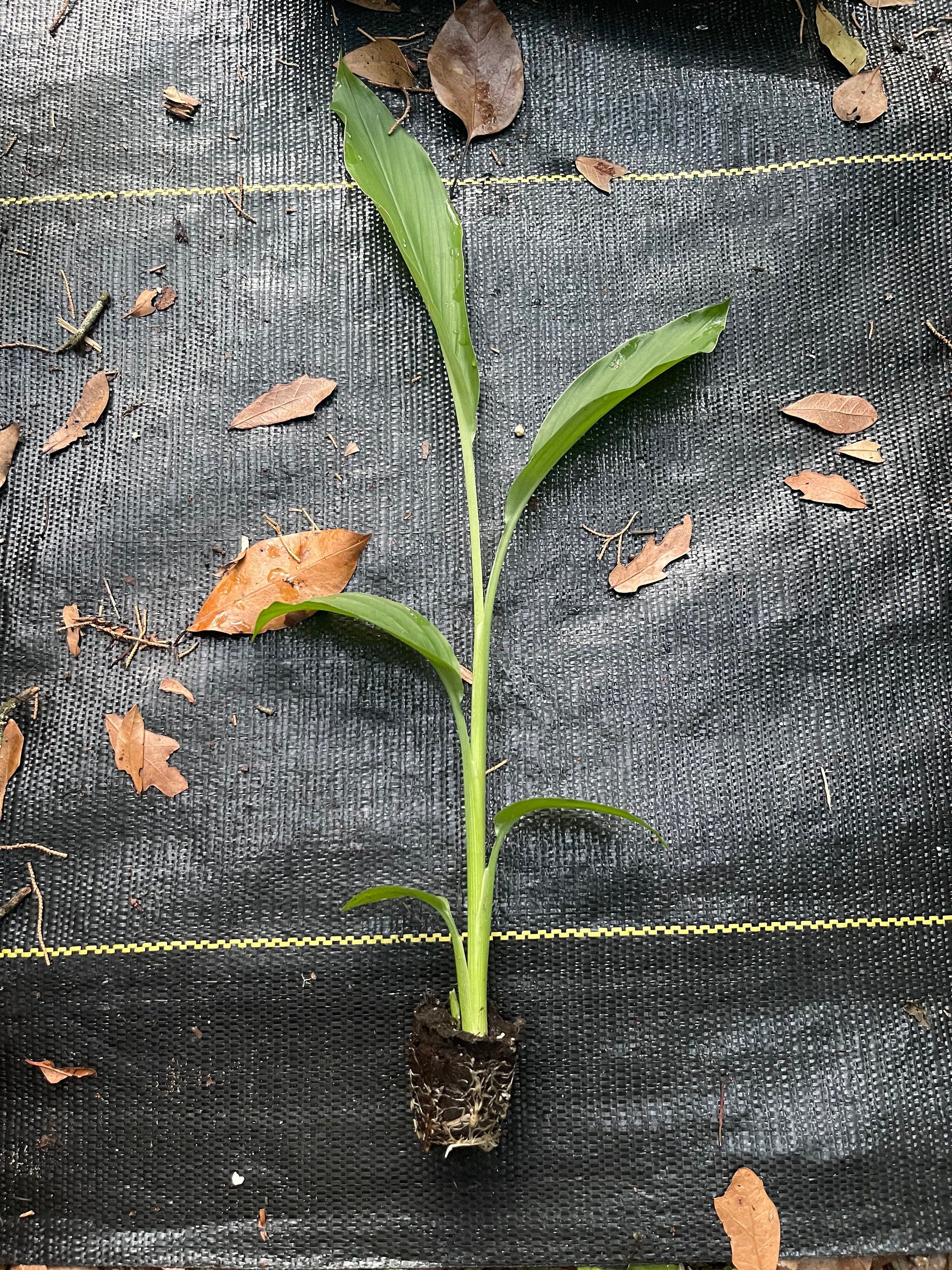 Rooted Turmeric Plants (Curcuma longa) – Culinary Herb Garden Starter