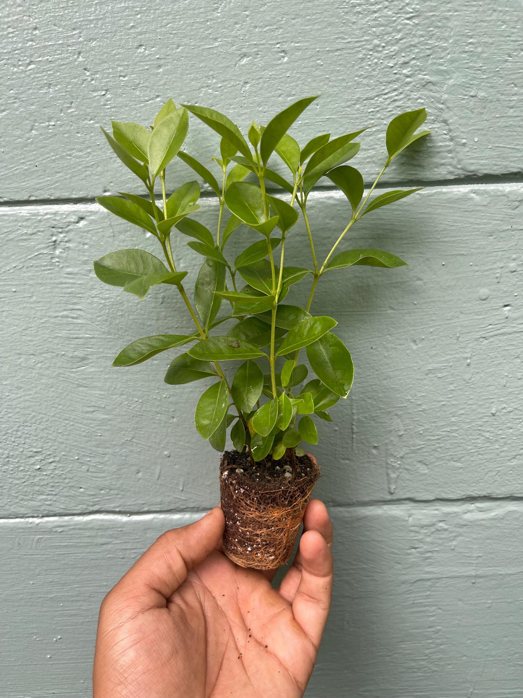 Live Strawberry Guava Tree: Rare Tropical Fruit Plant