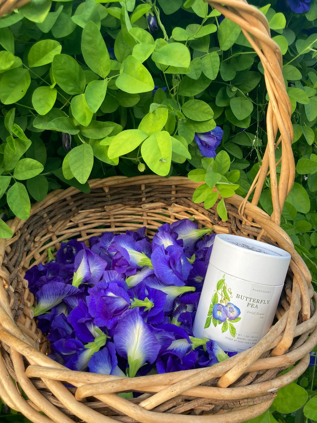 Organic Butterfly Pea Flower Tea: Natural Blue Herbal Tea