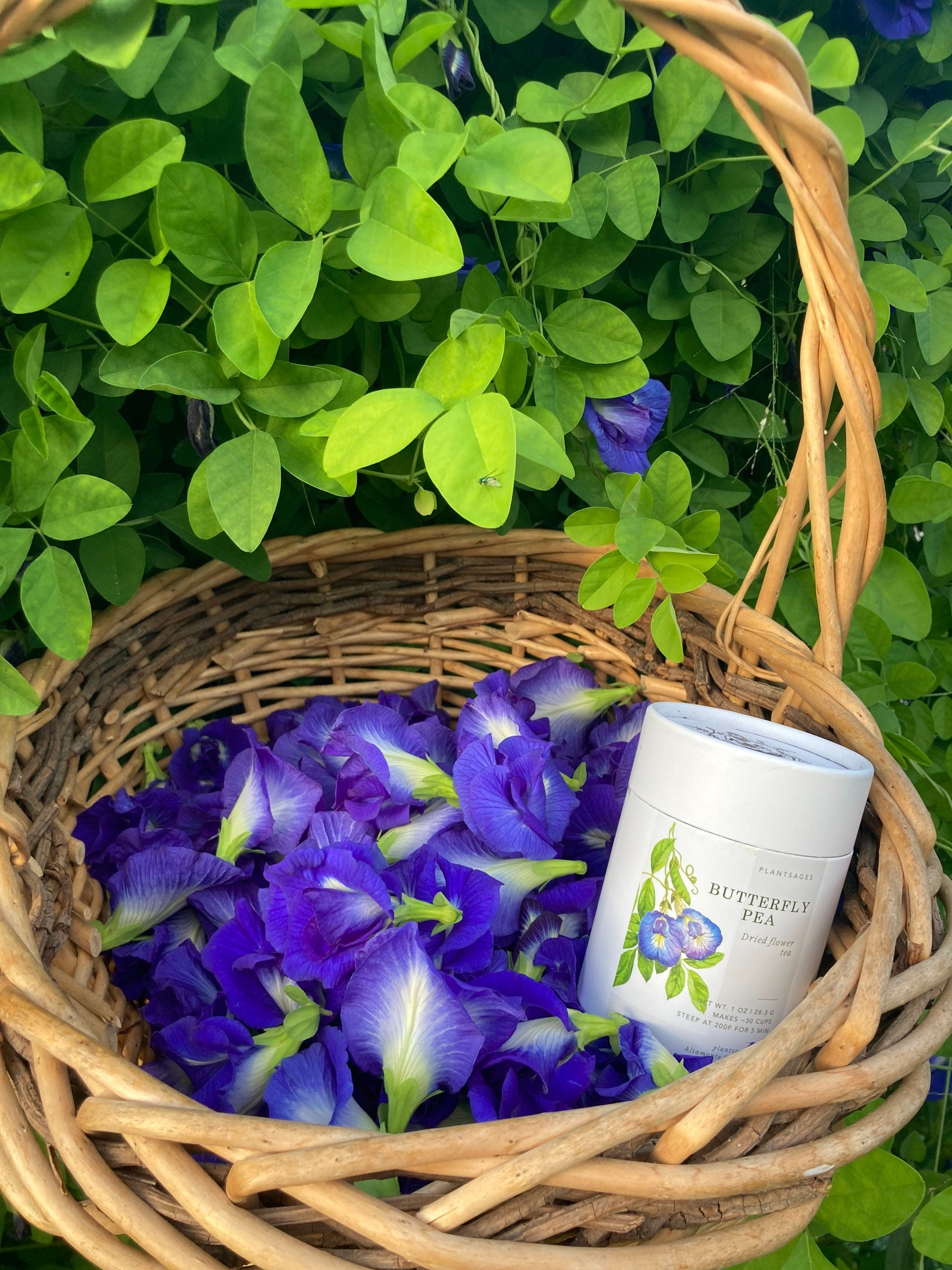 Organic Butterfly Pea Flower Tea: Natural Blue Herbal Tea