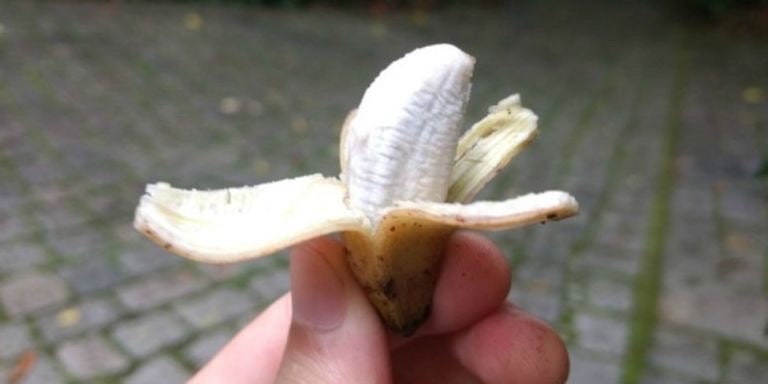 Musa Truly Tiny -the smallest edible banana variety
